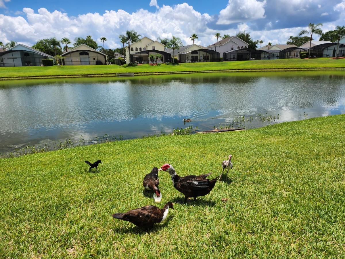 Fully Renovated, Quiet, Spacious Themed Pool With Office Holiday home Kissimmee